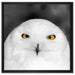 Prächtige schneeweiße Eule auf Leinwandbild Quadratisch gerahmt Größe 60x60