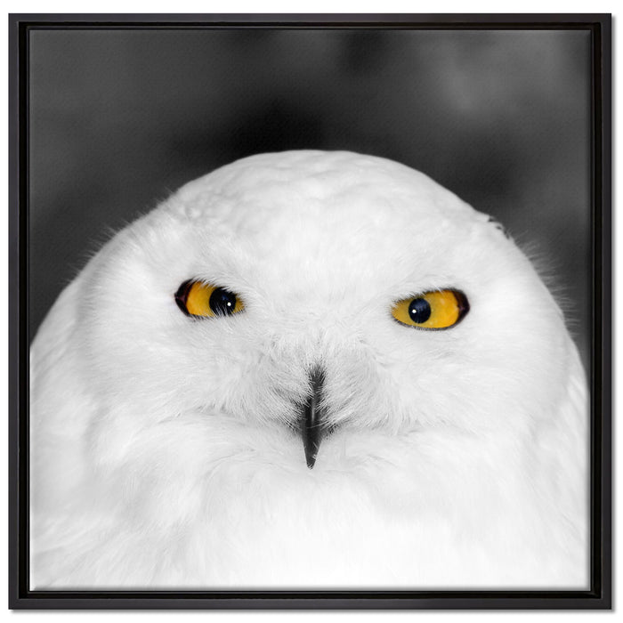 Prächtige schneeweiße Eule auf Leinwandbild Quadratisch gerahmt Größe 70x70