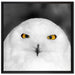 Prächtige schneeweiße Eule auf Leinwandbild Quadratisch gerahmt Größe 70x70