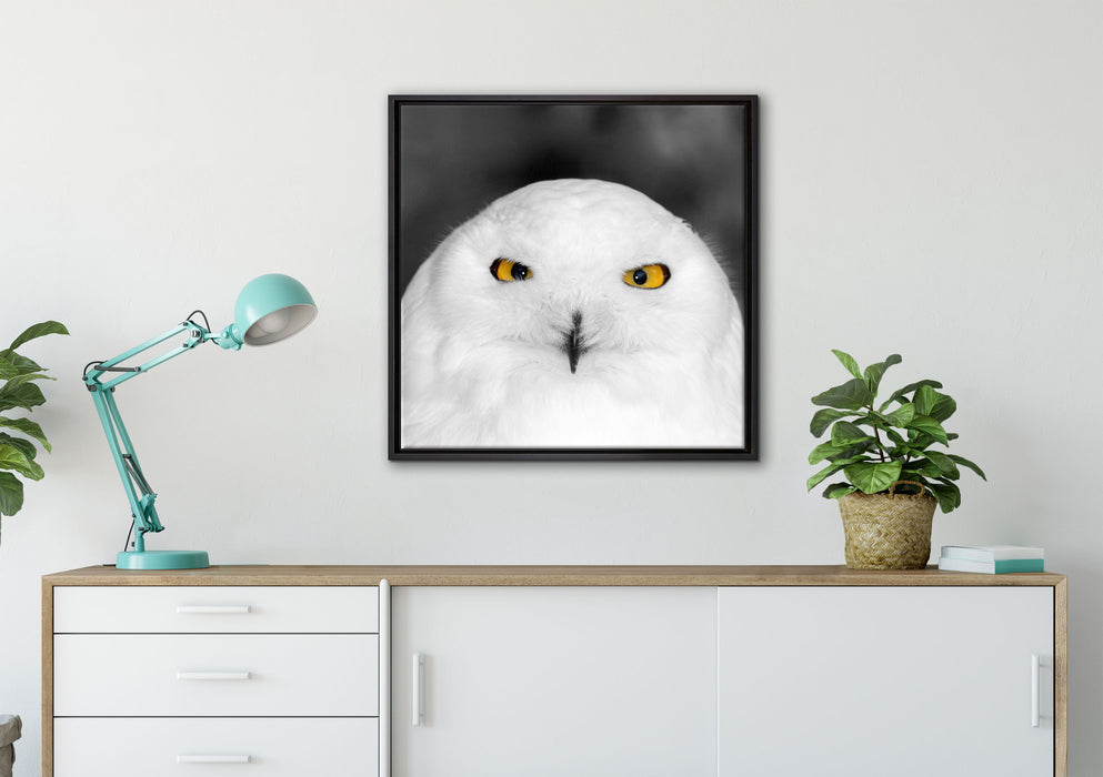 Prächtige schneeweiße Eule auf Leinwandbild gerahmt Quadratisch verschiedene Größen im Wohnzimmer