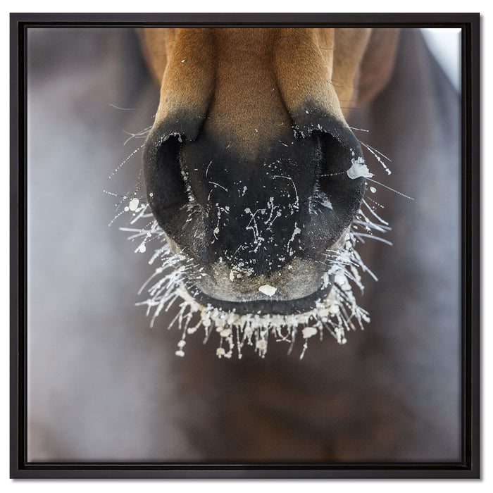 Pferdeschnauze auf Leinwandbild Quadratisch gerahmt Größe 60x60