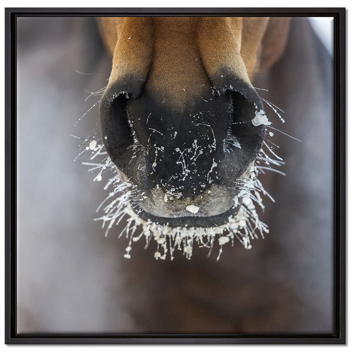 Pferdeschnauze auf Leinwandbild Quadratisch gerahmt Größe 70x70