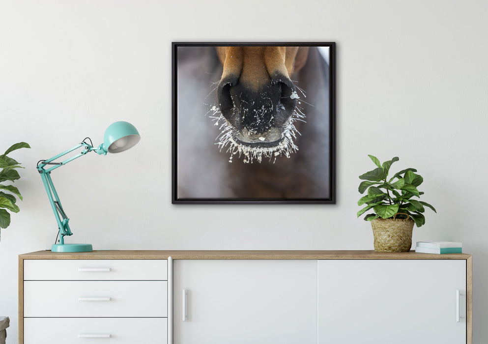 Pferdeschnauze auf Leinwandbild gerahmt Quadratisch verschiedene Größen im Wohnzimmer