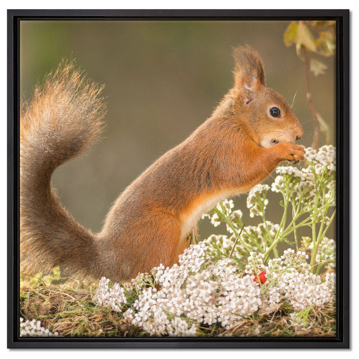 Nagendes Eichhörnchen im Moos auf Leinwandbild Quadratisch gerahmt Größe 60x60