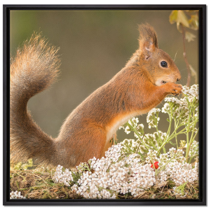 Nagendes Eichhörnchen im Moos auf Leinwandbild Quadratisch gerahmt Größe 70x70