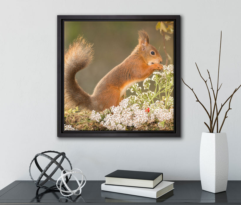 Nagendes Eichhörnchen im Moos  auf Leinwandbild Quadratisch gerahmt mit Kirschblüten
