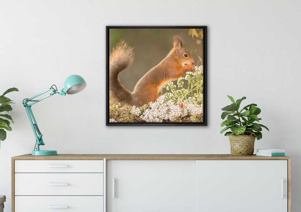Nagendes Eichhörnchen im Moos auf Leinwandbild gerahmt Quadratisch verschiedene Größen im Wohnzimmer