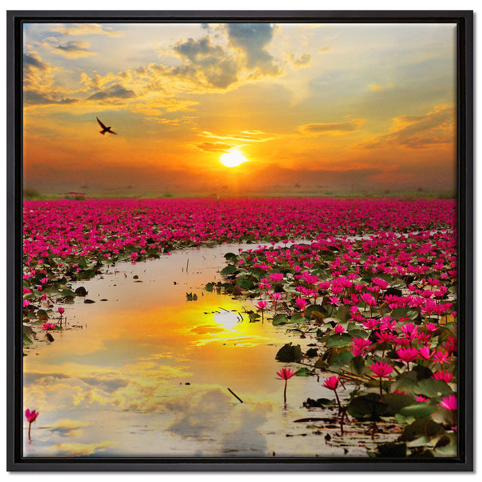 Lotusblüten am See auf Leinwandbild Quadratisch gerahmt Größe 70x70