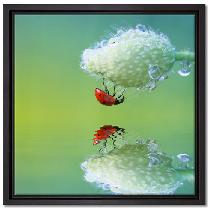 Marienkäfer Mohnblume auf Leinwandbild Quadratisch gerahmt Größe 40x40