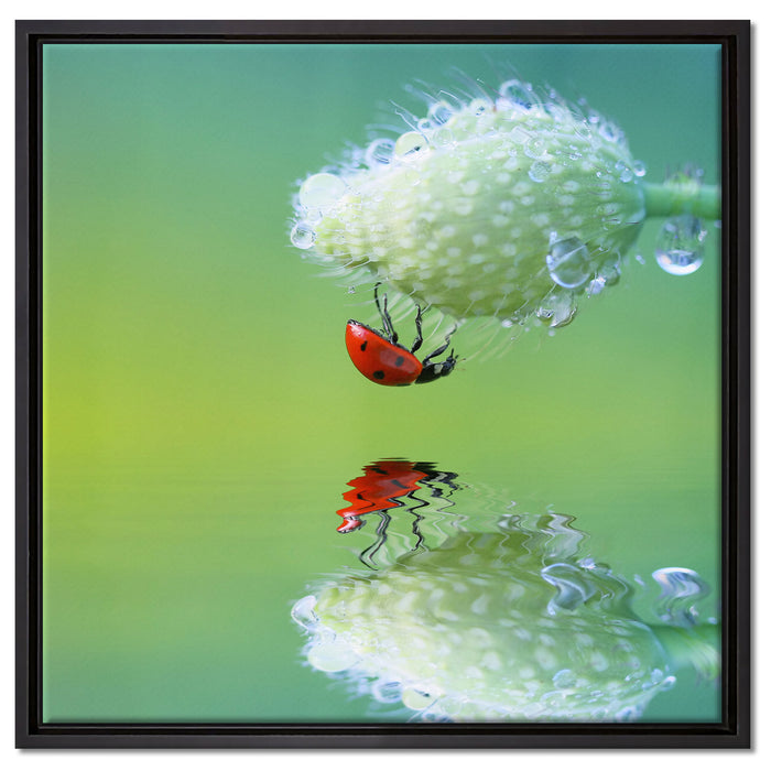 Marienkäfer Mohnblume auf Leinwandbild Quadratisch gerahmt Größe 60x60