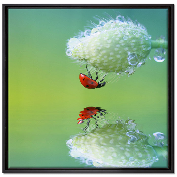 Marienkäfer Mohnblume auf Leinwandbild Quadratisch gerahmt Größe 70x70
