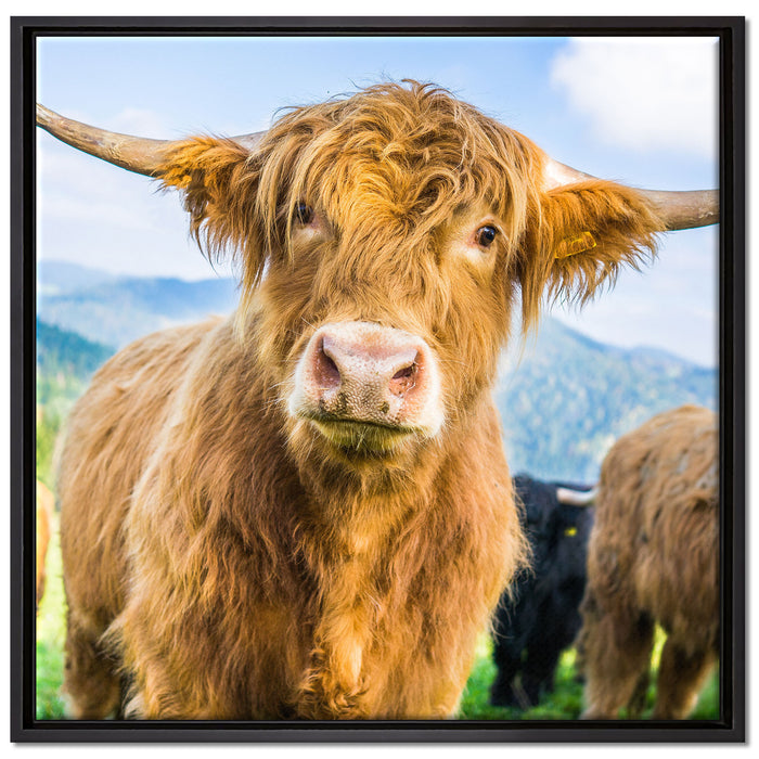 Blick einer Kuh an der Weide auf Leinwandbild Quadratisch gerahmt Größe 70x70