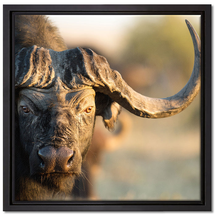 Kaffernbüffel mit Hörnern auf Leinwandbild Quadratisch gerahmt Größe 40x40