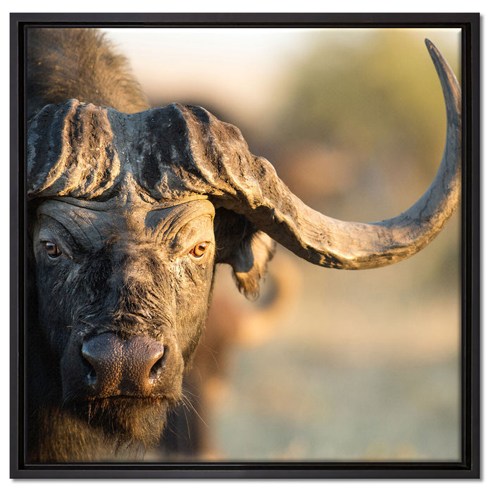Kaffernbüffel mit Hörnern auf Leinwandbild Quadratisch gerahmt Größe 60x60