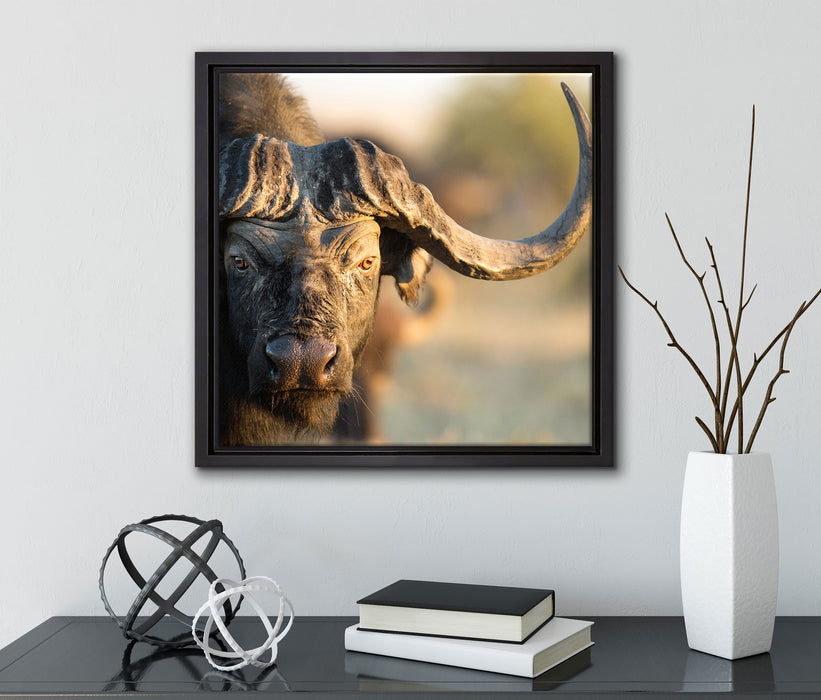 Kaffernbüffel mit Hörnern  auf Leinwandbild Quadratisch gerahmt mit Kirschblüten