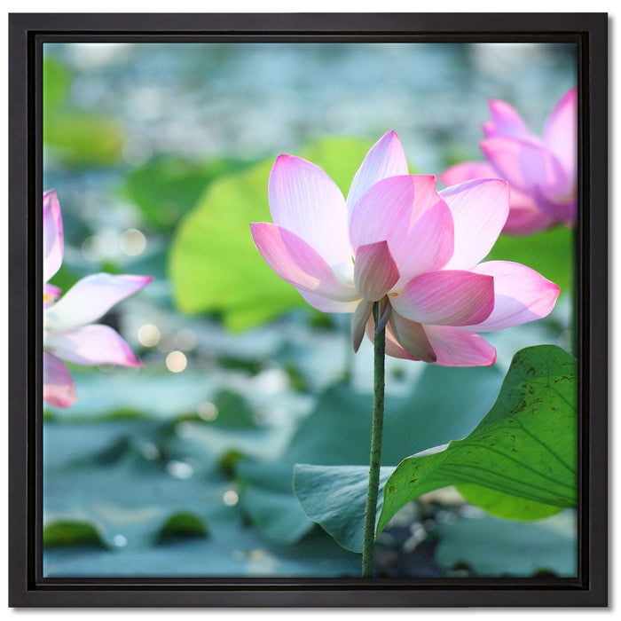 rosa Lotusblüte im Teich auf Leinwandbild Quadratisch gerahmt Größe 40x40
