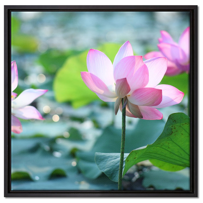 rosa Lotusblüte im Teich auf Leinwandbild Quadratisch gerahmt Größe 60x60