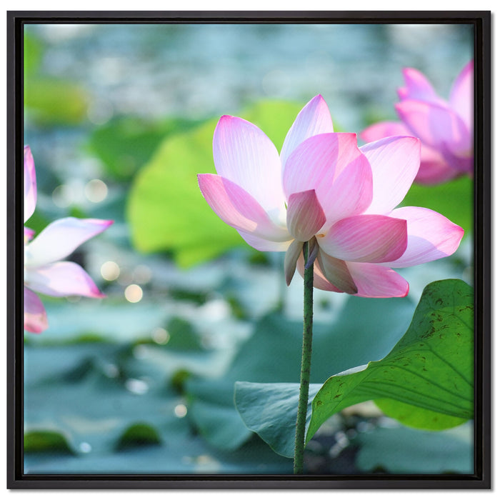rosa Lotusblüte im Teich auf Leinwandbild Quadratisch gerahmt Größe 70x70