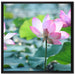 rosa Lotusblüte im Teich auf Leinwandbild Quadratisch gerahmt Größe 70x70