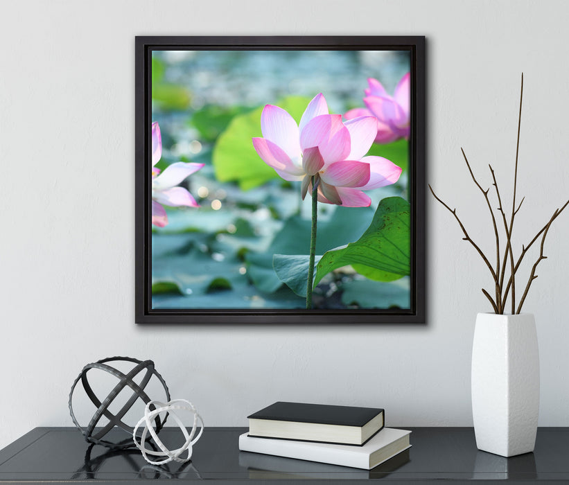 rosa Lotusblüte im Teich  auf Leinwandbild Quadratisch gerahmt mit Kirschblüten