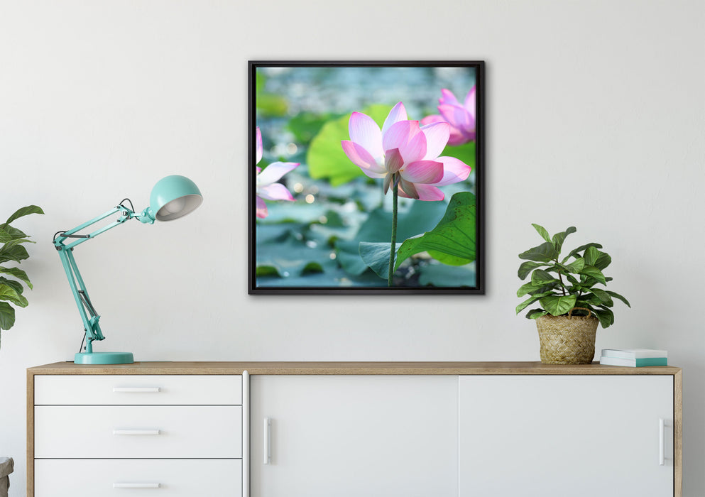 rosa Lotusblüte im Teich auf Leinwandbild gerahmt Quadratisch verschiedene Größen im Wohnzimmer