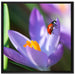Krokussblüte mit Marienkäfer auf Leinwandbild Quadratisch gerahmt Größe 70x70