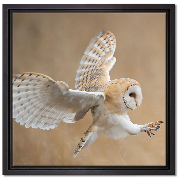 Fliegende Weiße Eule bei der Jagd auf Leinwandbild Quadratisch gerahmt Größe 40x40