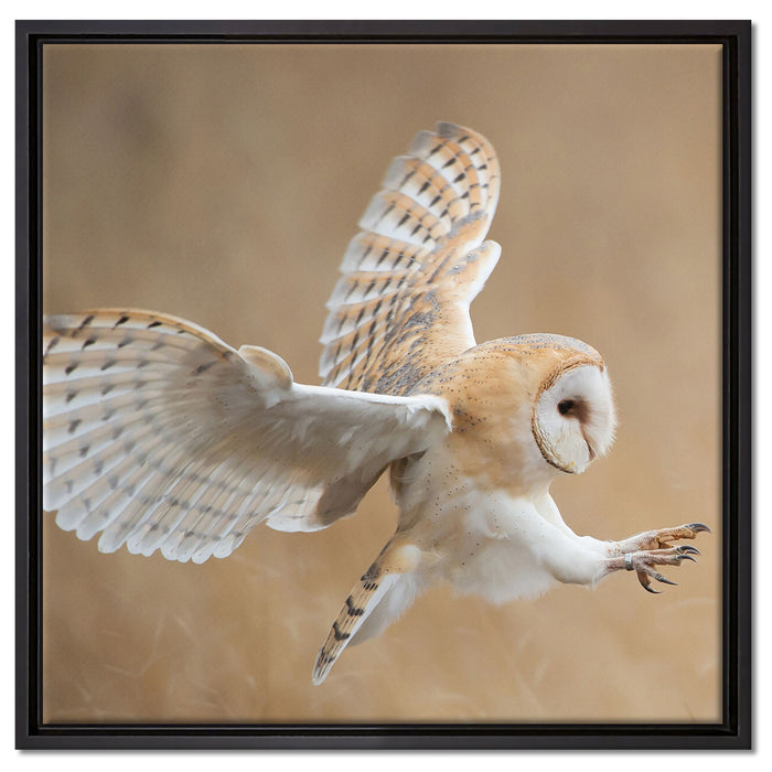 Fliegende Weiße Eule bei der Jagd auf Leinwandbild Quadratisch gerahmt Größe 60x60