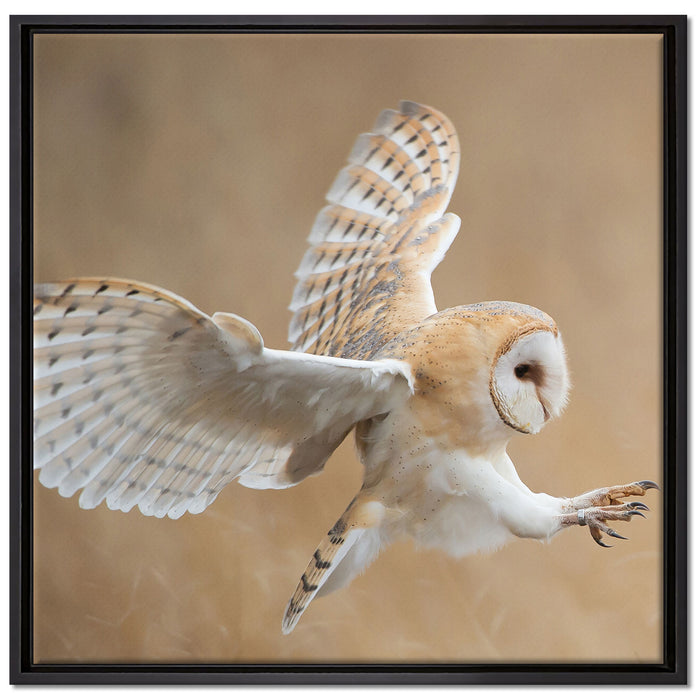 Fliegende Weiße Eule bei der Jagd auf Leinwandbild Quadratisch gerahmt Größe 70x70