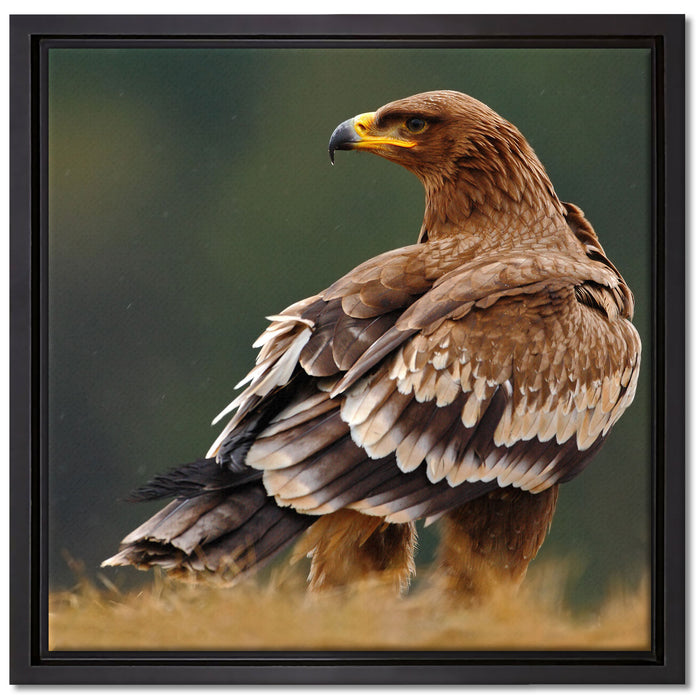 Falke mit Gefieder auf Leinwandbild Quadratisch gerahmt Größe 40x40