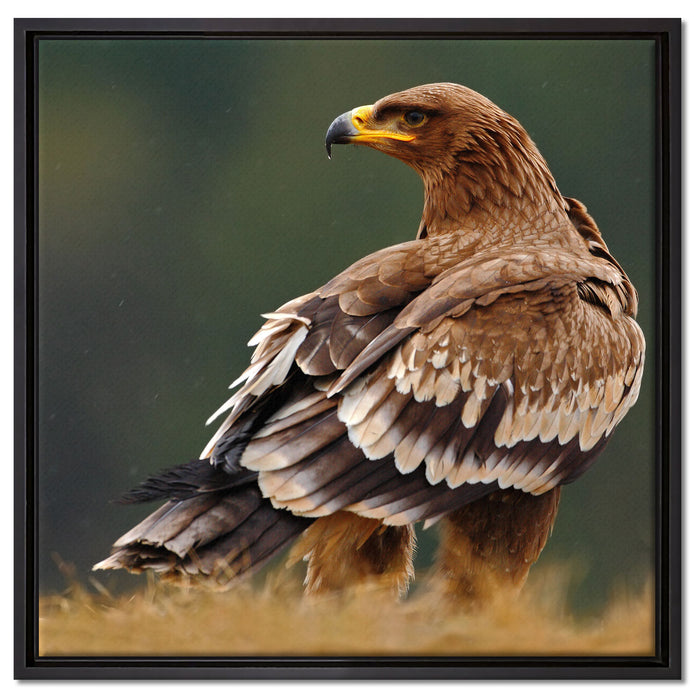 Falke mit Gefieder auf Leinwandbild Quadratisch gerahmt Größe 60x60