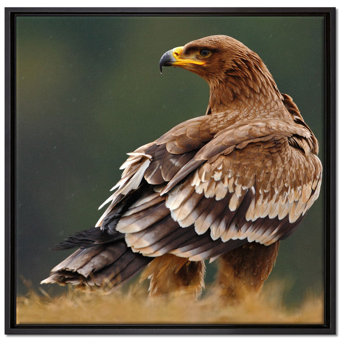 Falke mit Gefieder auf Leinwandbild Quadratisch gerahmt Größe 70x70