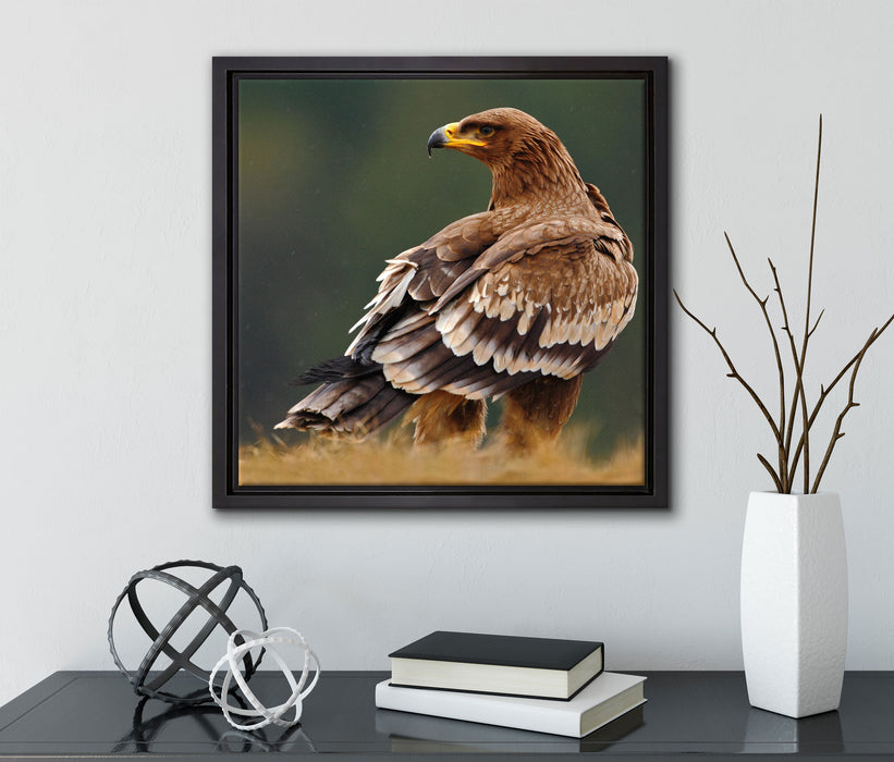 Falke mit Gefieder  auf Leinwandbild Quadratisch gerahmt mit Kirschblüten