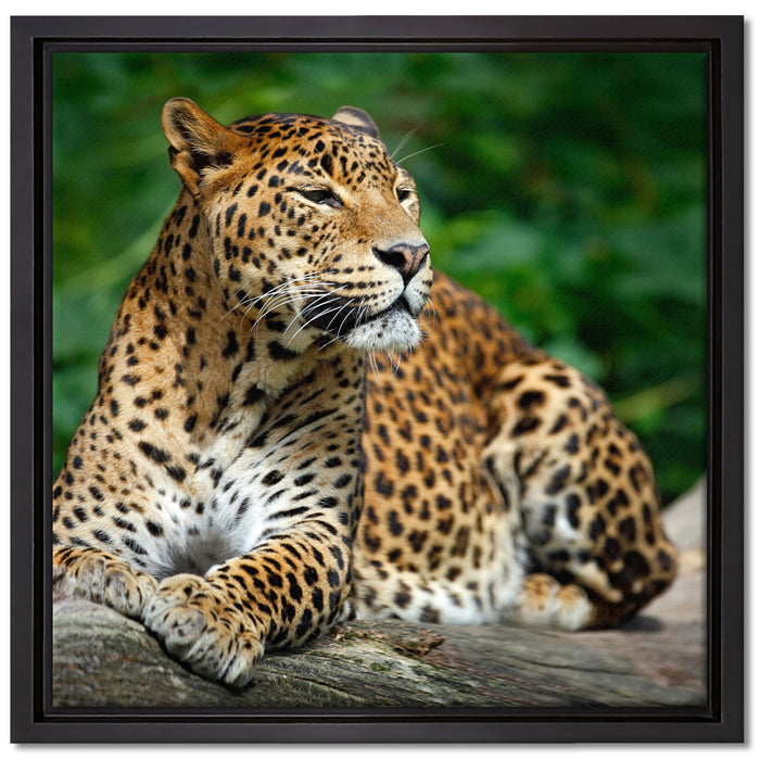 Wunderschöner Leopard in der Natur auf Leinwandbild Quadratisch gerahmt Größe 40x40