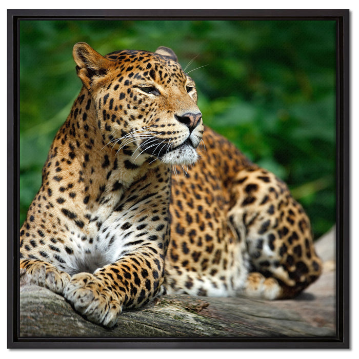 Wunderschöner Leopard in der Natur auf Leinwandbild Quadratisch gerahmt Größe 60x60