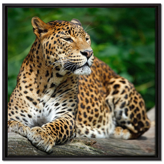 Wunderschöner Leopard in der Natur auf Leinwandbild Quadratisch gerahmt Größe 70x70