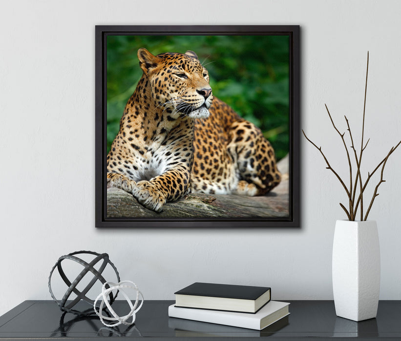 Wunderschöner Leopard in der Natur  auf Leinwandbild Quadratisch gerahmt mit Kirschblüten