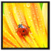 Marienkäfer auf gelber Blume auf Leinwandbild Quadratisch gerahmt Größe 60x60