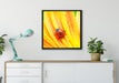 Marienkäfer auf gelber Blume auf Leinwandbild gerahmt Quadratisch verschiedene Größen im Wohnzimmer