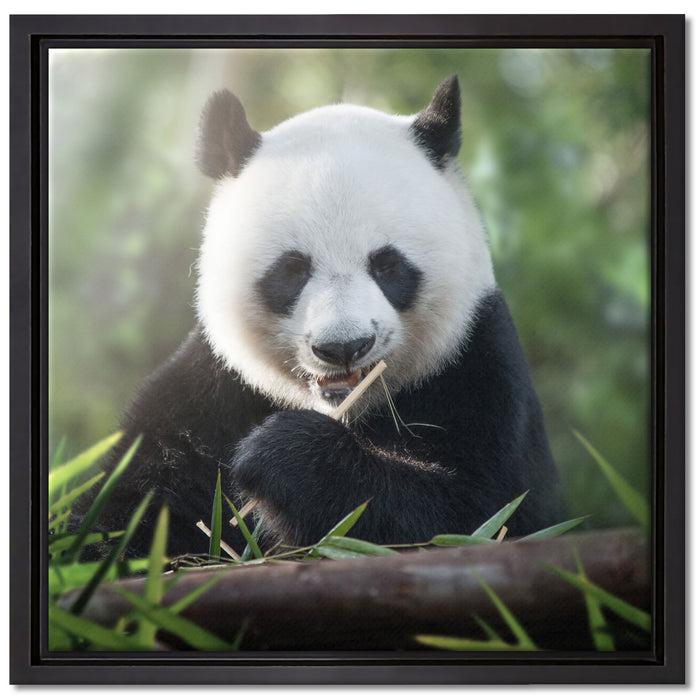 Niedlicher Panda isst Bambus auf Leinwandbild Quadratisch gerahmt Größe 40x40