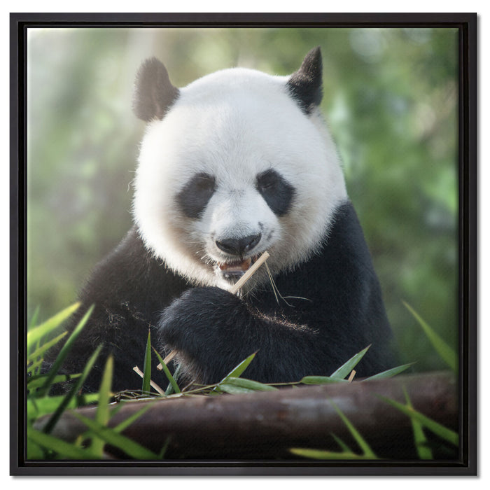 Niedlicher Panda isst Bambus auf Leinwandbild Quadratisch gerahmt Größe 60x60