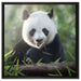 Niedlicher Panda isst Bambus auf Leinwandbild Quadratisch gerahmt Größe 60x60