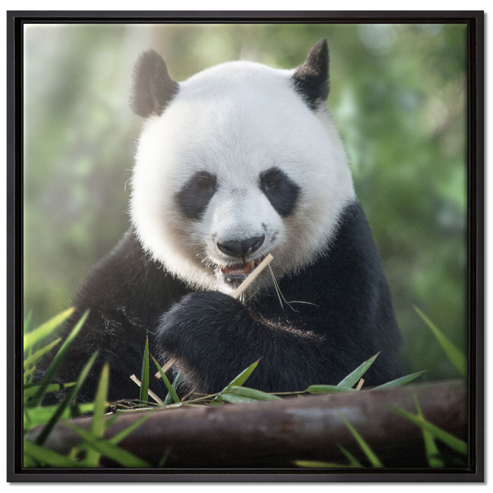 Niedlicher Panda isst Bambus auf Leinwandbild Quadratisch gerahmt Größe 70x70