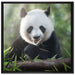 Niedlicher Panda isst Bambus auf Leinwandbild Quadratisch gerahmt Größe 70x70