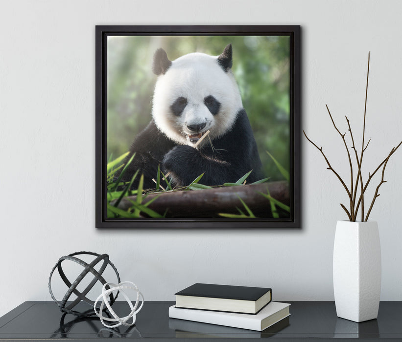 Niedlicher Panda isst Bambus  auf Leinwandbild Quadratisch gerahmt mit Kirschblüten