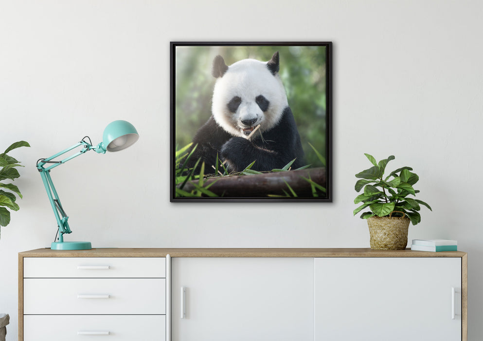 Niedlicher Panda isst Bambus auf Leinwandbild gerahmt Quadratisch verschiedene Größen im Wohnzimmer