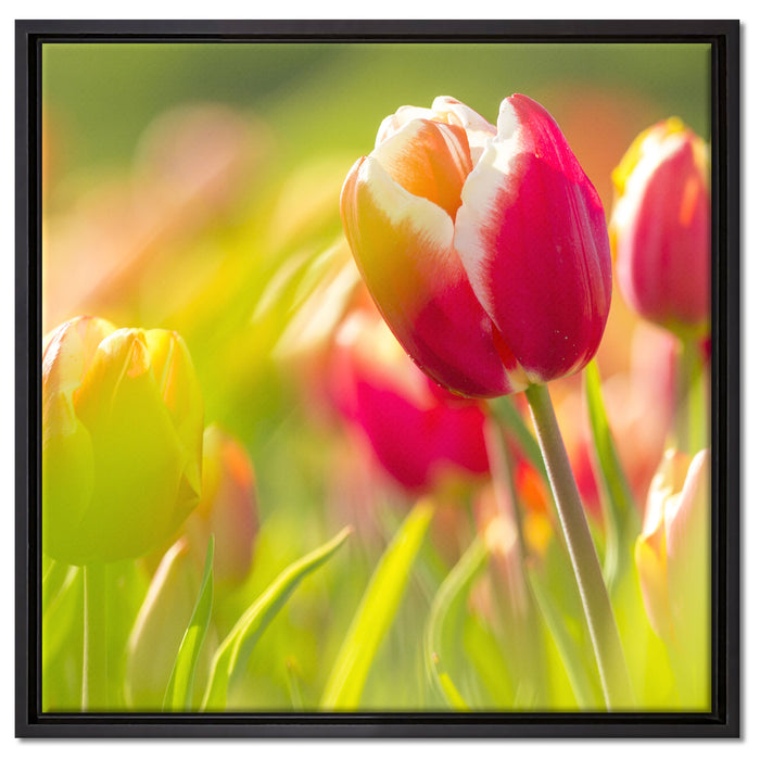 Blühende rote Tulpen auf Leinwandbild Quadratisch gerahmt Größe 60x60