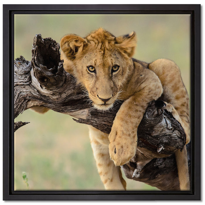 Junger Löwe in der Natur auf Leinwandbild Quadratisch gerahmt Größe 40x40