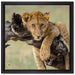 Junger Löwe in der Natur auf Leinwandbild Quadratisch gerahmt Größe 40x40