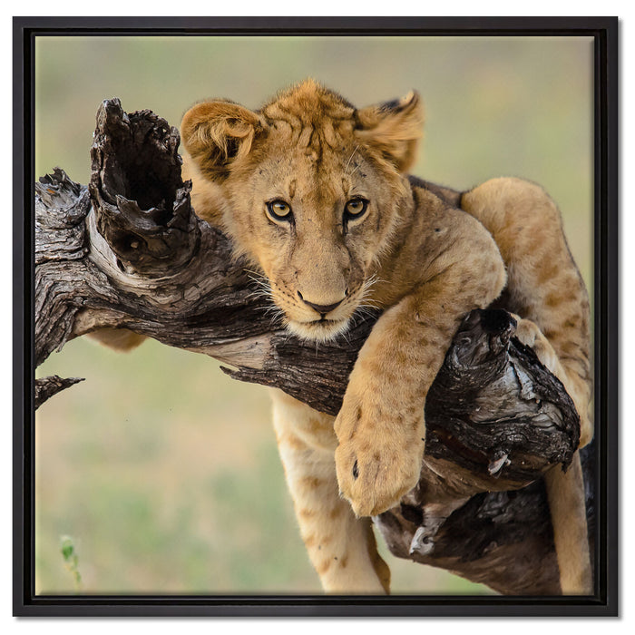 Junger Löwe in der Natur auf Leinwandbild Quadratisch gerahmt Größe 60x60